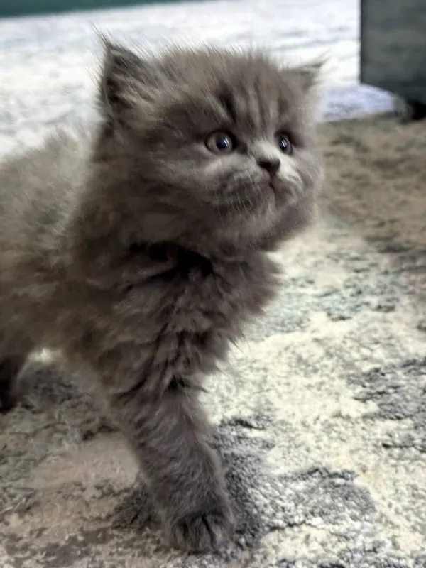 котята — фото 5