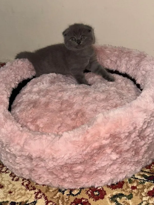 Продаются котята — фото 6 Продаются котята — фото 6