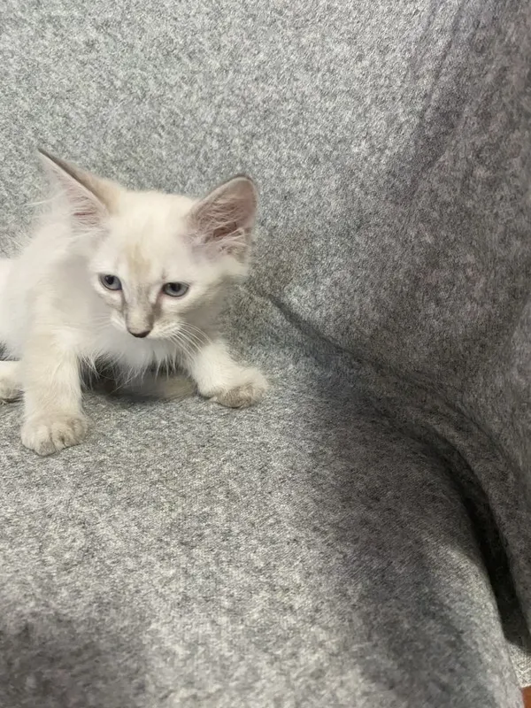 Котята Невская Маскарадная 4 Котята Невская Маскарадная 4