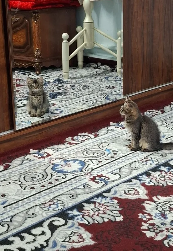 Hadiyaga beriladi 1