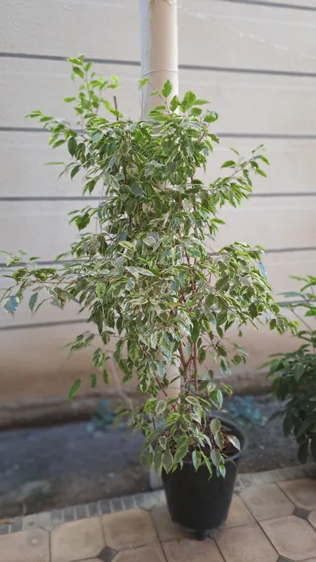 gullar sotiladi 4