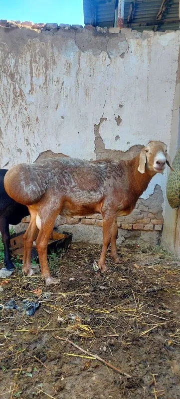 Кузи 3 та кучкар 7 та ургочи — фото 4