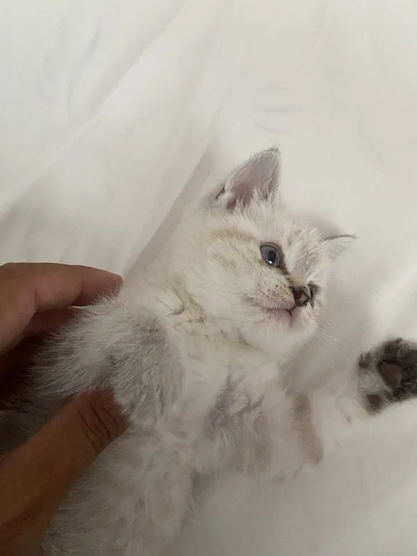 (скоттиш-страйт) с окрасом серебристая шиншилла. — фото 1