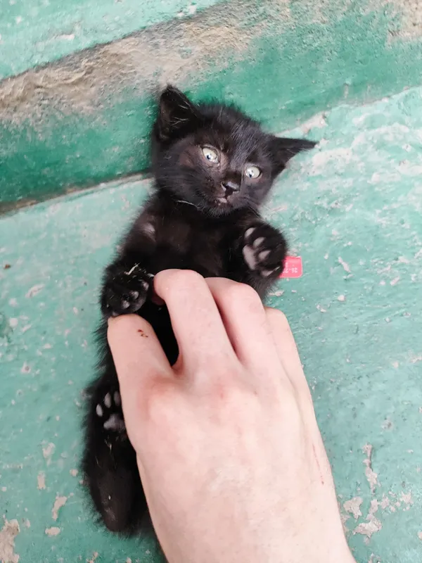 Черный котёнок, 1,5 месяца — фото 5