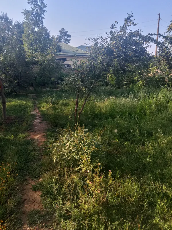 Denov tumani yangi xazarboğda 4sotix yer sotiladi 1