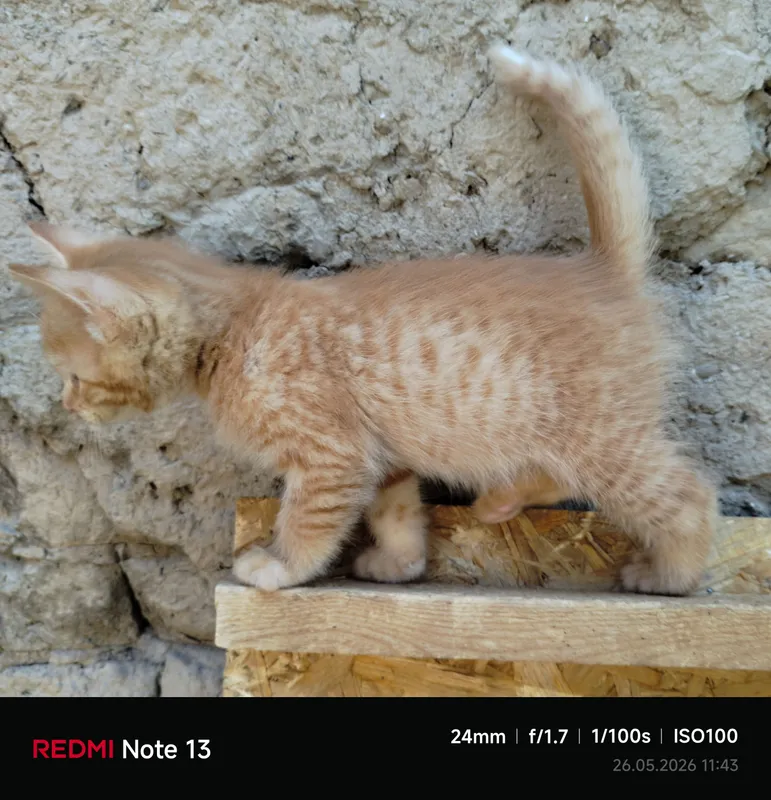 Пристраиваются домашние котята — фото 3