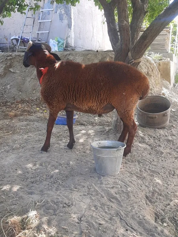 Tagal duraga uzun 1