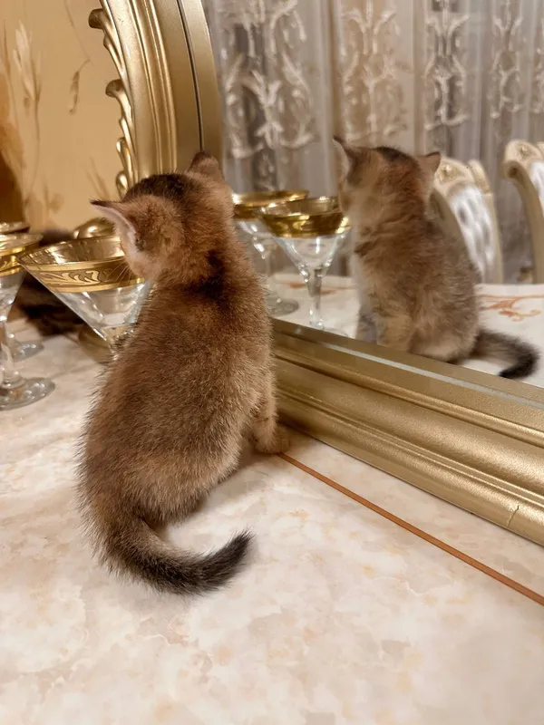 голд шиншила — фото 1