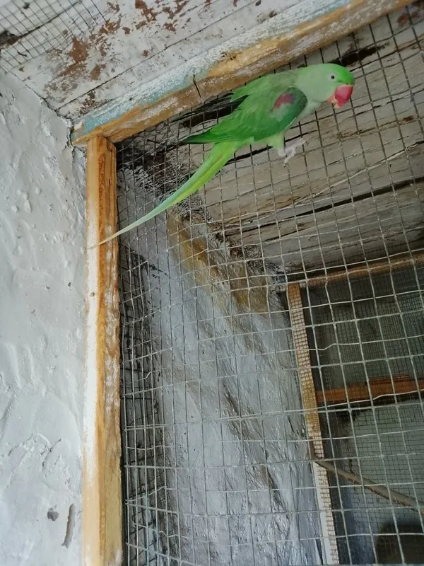 Sotiladi Aleksandr 3 yosh sog'lom baquvat 1
