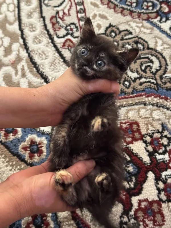 кошки котята 4