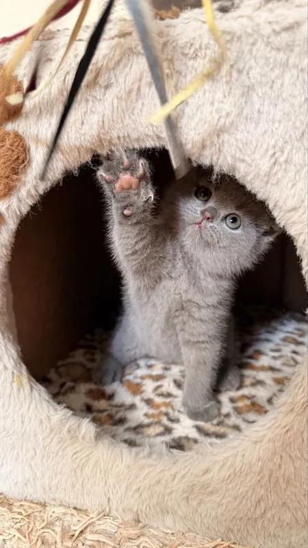 Продаются котята