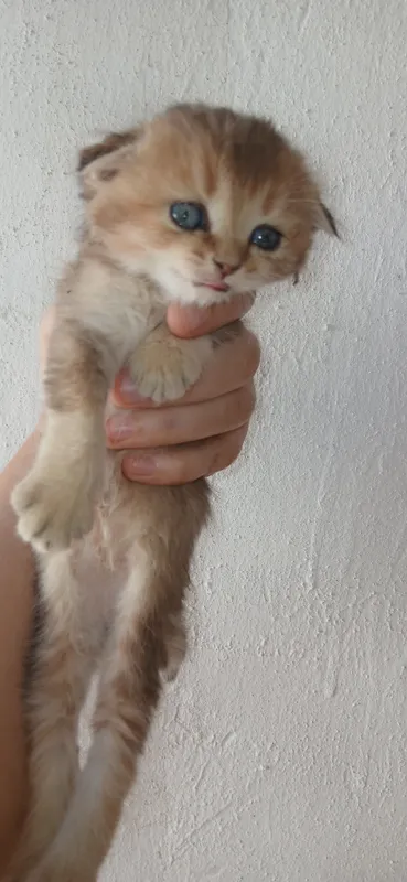 скотиш фолд котёнок 3 скотиш фолд котёнок 3