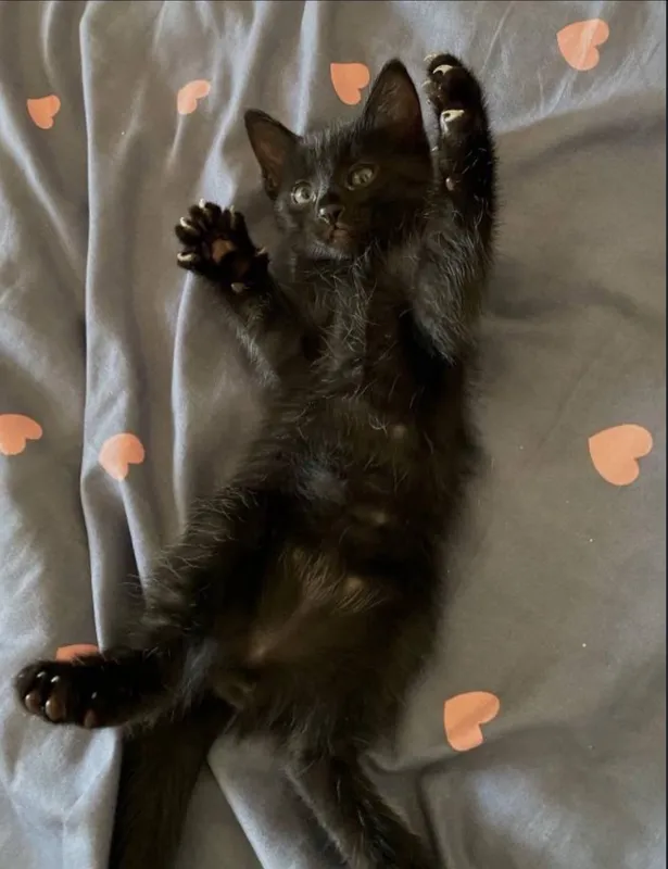 Котята — фото 1 Котята — фото 1