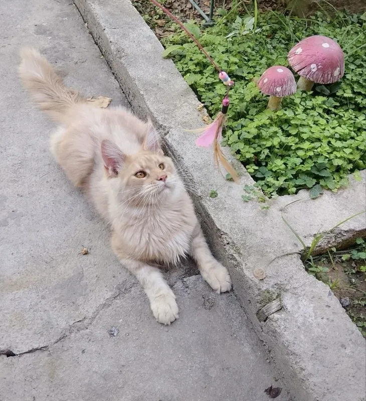Кот Мейн кун продается 7 Кот Мейн кун продается 7