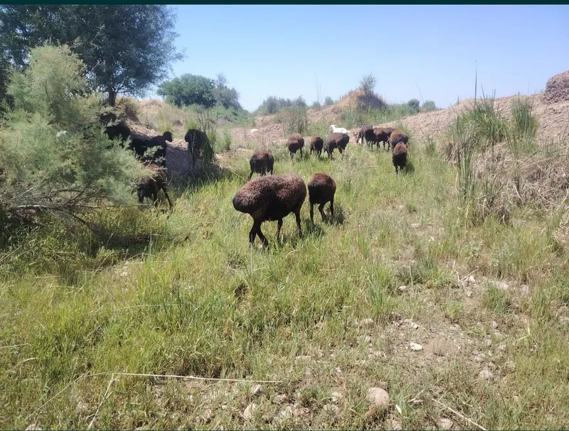 Ona Qo'yla egizchi sotiladi Siro'shniy qiziqalar aloqaga chiqiyla 2 Ona Qo'yla egizchi sotiladi Siro'shniy qiziqalar aloqaga chiqiyla 2