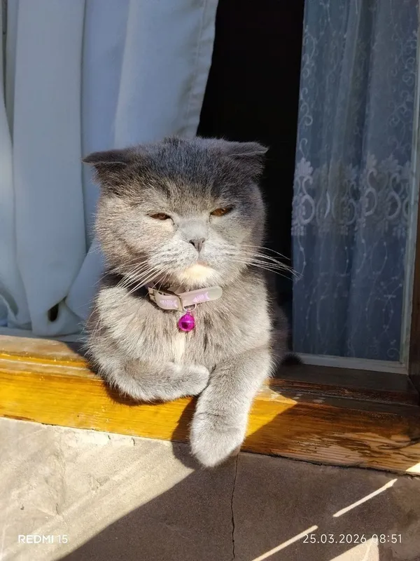 Скоттиш-фолд, 1 год, девочка, знает лоток, 100 долларов 4