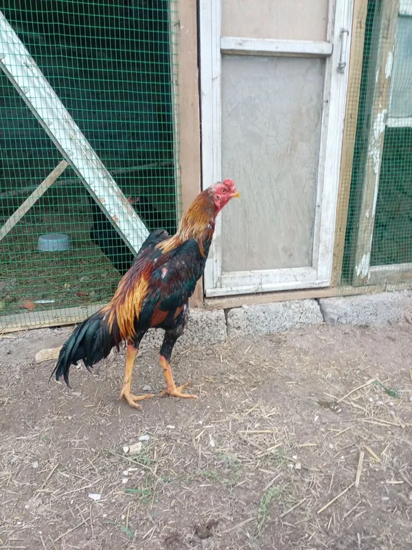 Turk zotli dakan xoroz Turk zotli dakan xoroz