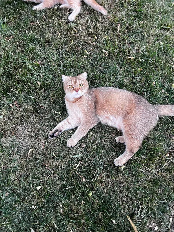 кошка(золотистая шиншилла) — фото 1