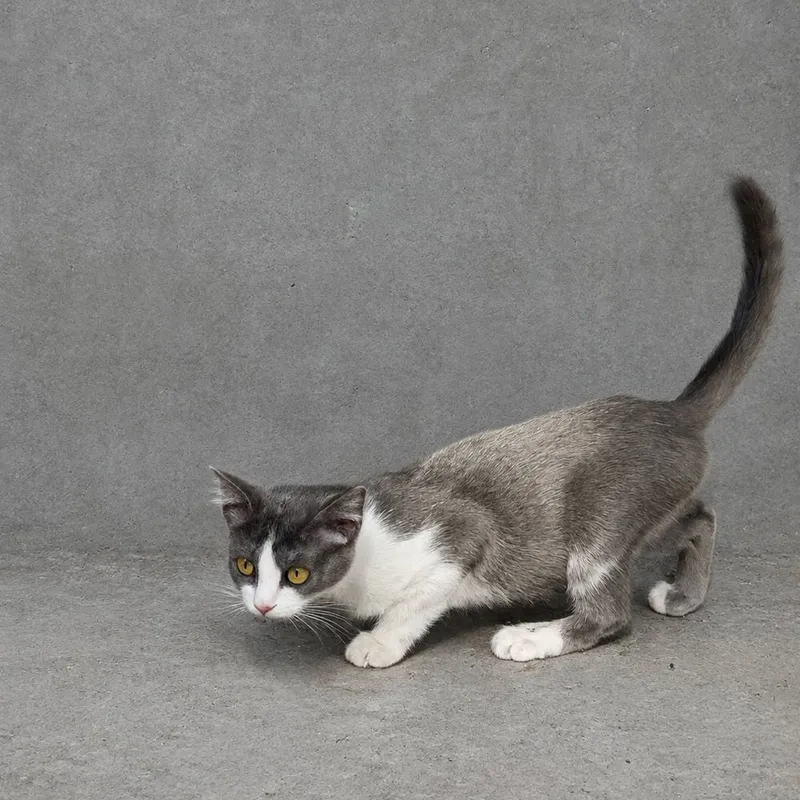 Котенок мальчик 3 месяца 1 Котенок мальчик 3 месяца 1