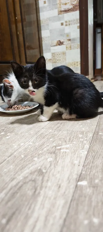 котята 3 котята 3