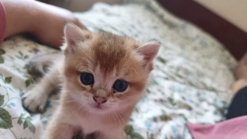 Продаются котята породы британская короткошерстная (золотая шиншилла) — фото 4