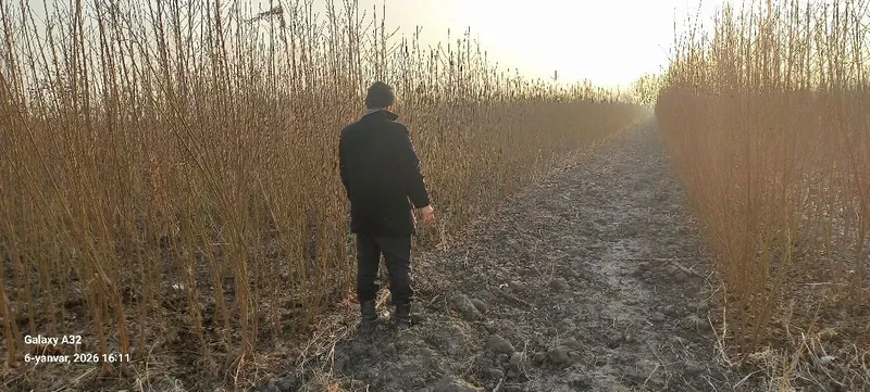Mevali kuchatlarimiz sotuvda Eng sara serxosil sortlari sifati alo — фото 7