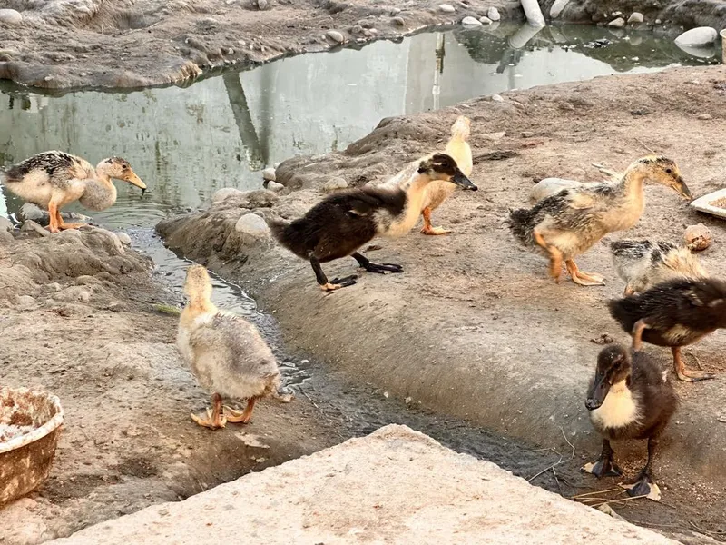 Oʻrdak jojalari bor 37 ta dona 35 kunlik — фото 1