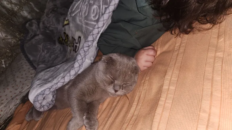 Mushuk juda ozoda oz tualetiga boradi