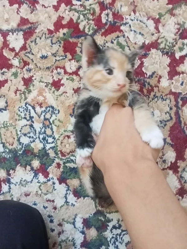 Mushuk bolasi tekinga beriladi! 3 Mushuk bolasi tekinga beriladi! 3