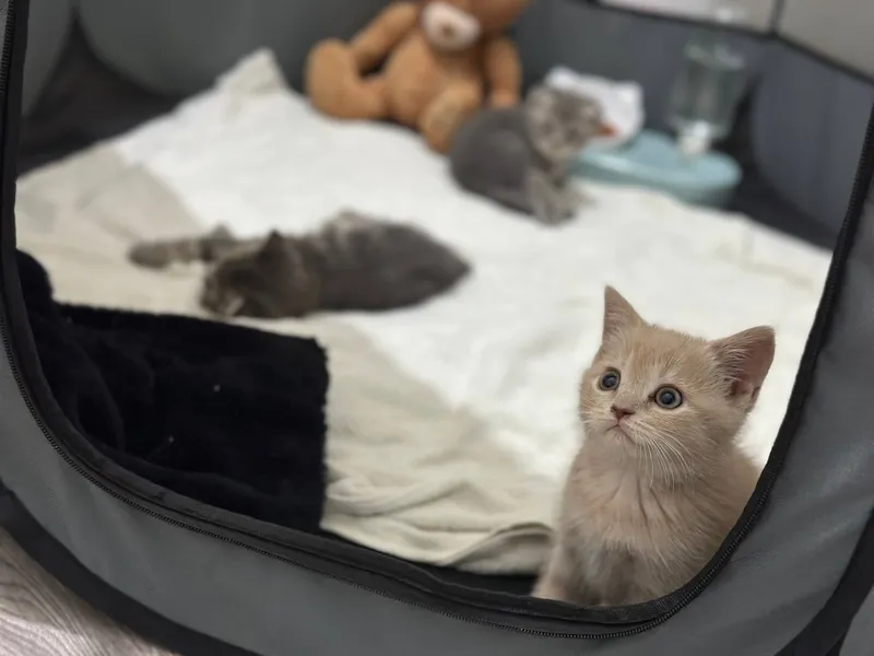 Кот