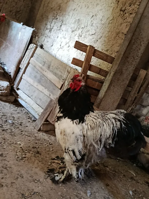 Brama Tovuq va joʻjalar sotiladi 1