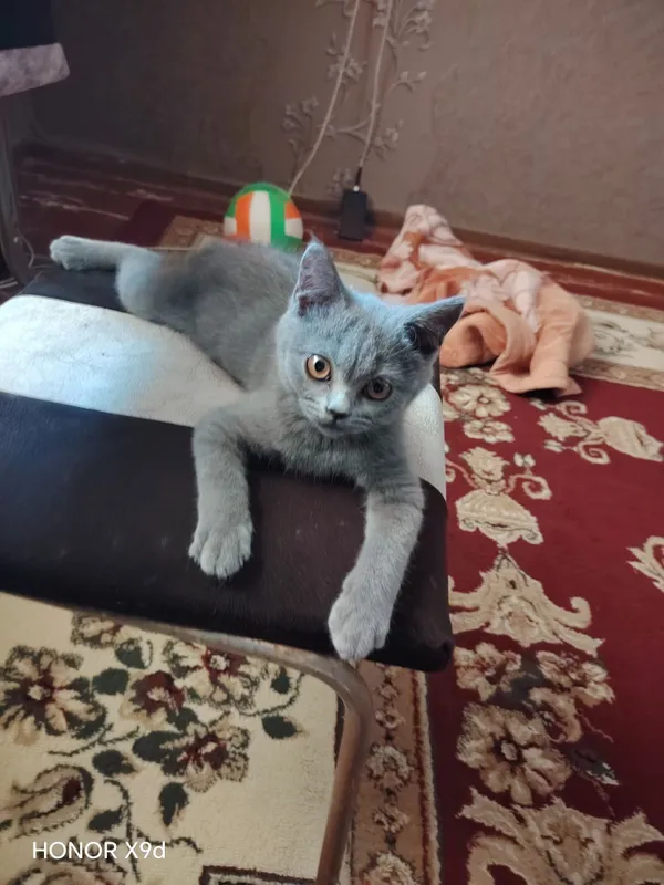 Британский мушук 2 йарим ойлик киз 1 Британский мушук 2 йарим ойлик киз 1