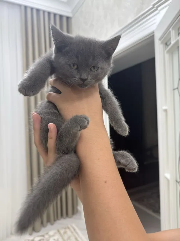 Пародистая кошка — фото 1