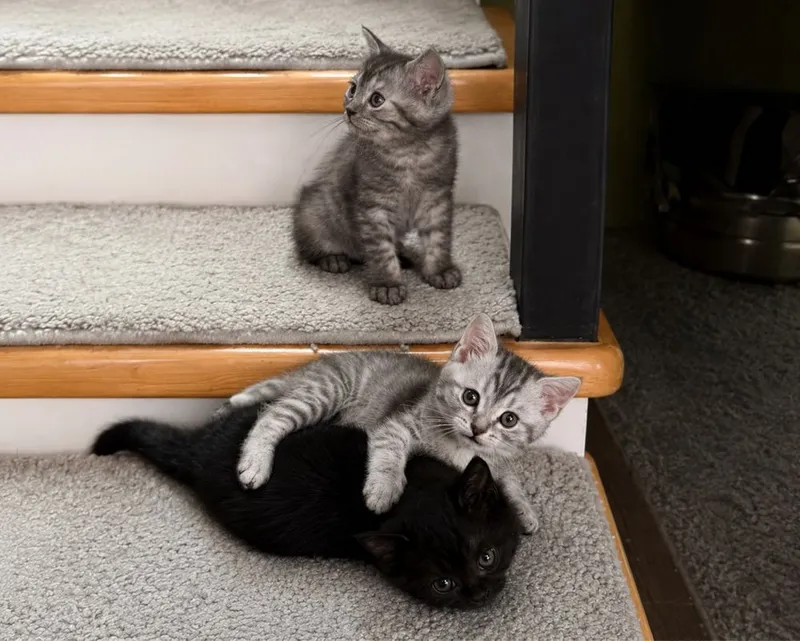 котята ищут любящую семью котята ищут любящую семью