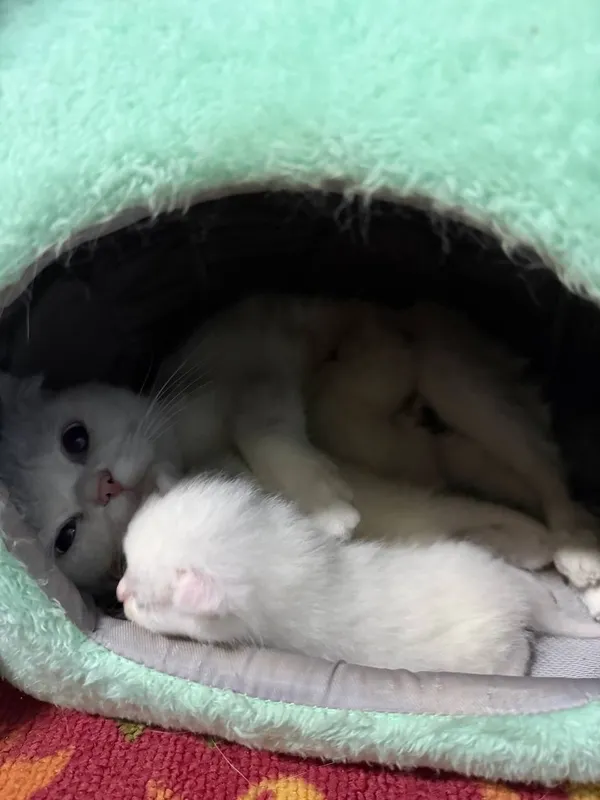Продается кошечка и 5 котята , цена за всех — фото 6