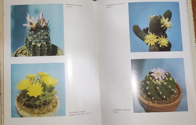 Большая книга о кактусах. Также о садовых цветах — фото 2