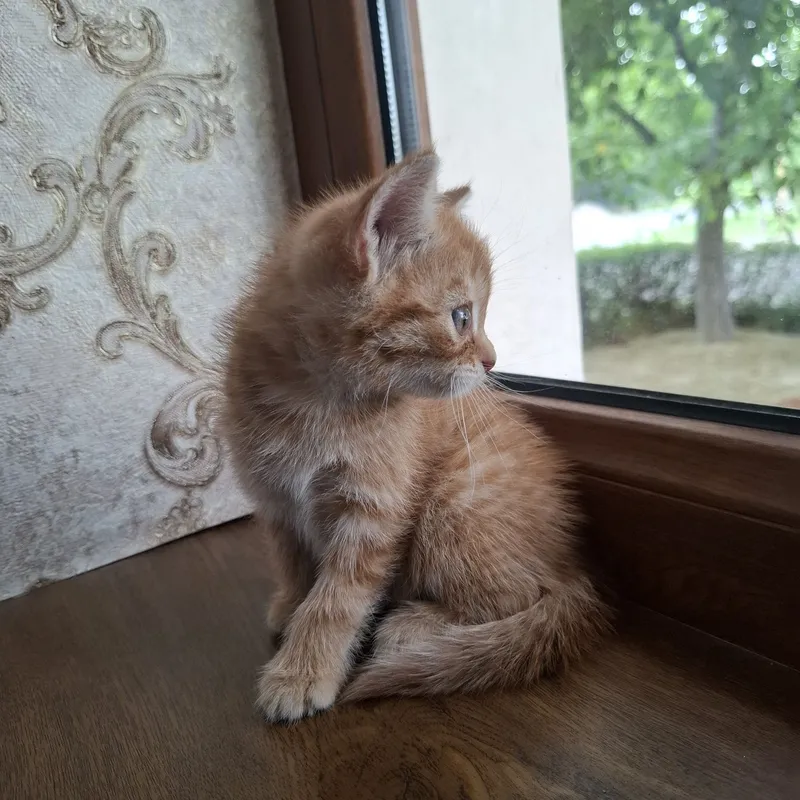 Mushukcha 1.5 oylik uy mushugi