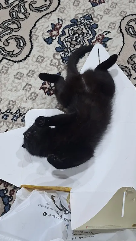 Mushukcha hadiyaga 3 Mushukcha hadiyaga 3