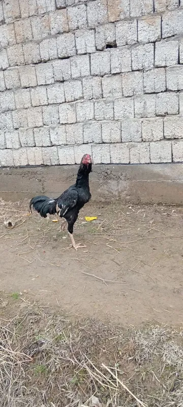 Dakan. Xuroz 7oylik