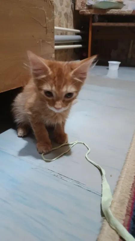 котята
