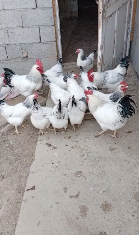 Adler va daminand red zotli tovuq tuxumlari bor 1 Adler va daminand red zotli tovuq tuxumlari bor 1