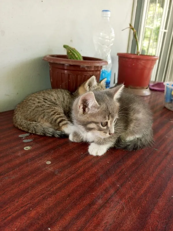 Раздаю котят домашних — фото 2