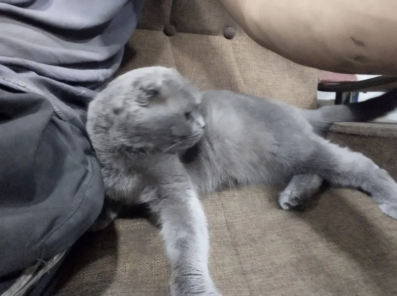 Scottish fold mushugi sotiladi 2 Scottish fold mushugi sotiladi 2