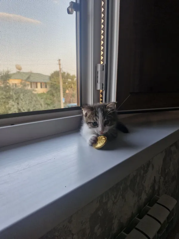 Отдам котят в добрые руки 6 Отдам котят в добрые руки 6