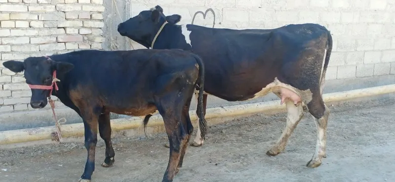 Ona bola sigirlar 4