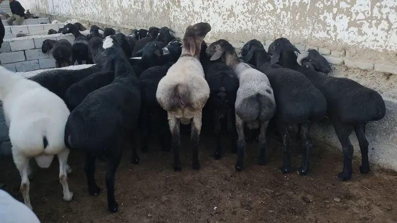 Boqilgan Qoʻchqorlar Qurbonlikka tayyor! 65kg-120kg gacha — фото 4