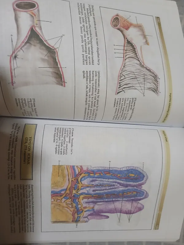 Atlas odam anatomiyasi 2
