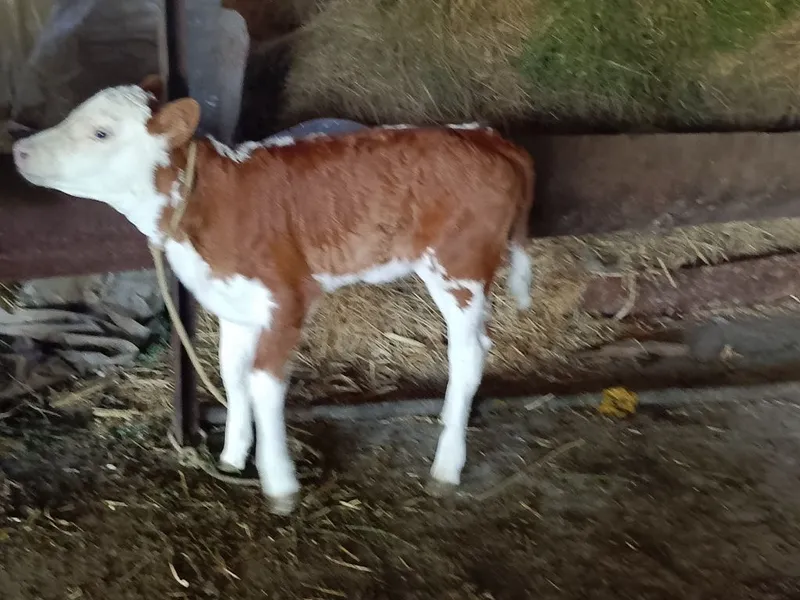 Smenta urgocil buzoqca sotiladi 1 Smenta urgocil buzoqca sotiladi 1