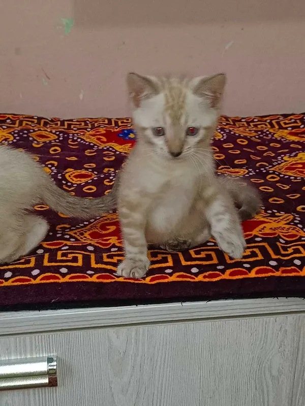 Бенгальские котята — фото 3