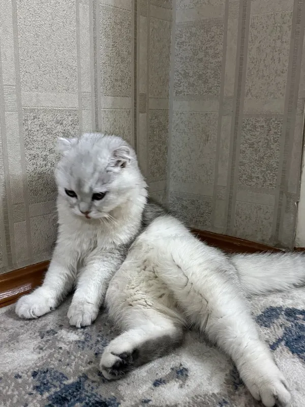 Scottish fold o’gil bola 9 oylik 2 Scottish fold o’gil bola 9 oylik 2